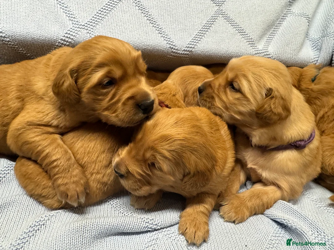 Golden Retriever dogs for sale: DARK RED KC GOLDEN RETRIEVER PUPS ❤️ - Advert 5