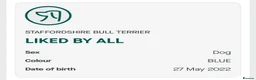 Staffordshire Bull Terrier dogs for stud: Son of the gurnos governor available for stud  - Advert 3