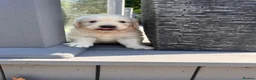 Golden Retriever dogs for sale: Pedigree golden retriever puppies in Runcorn - Advert 3