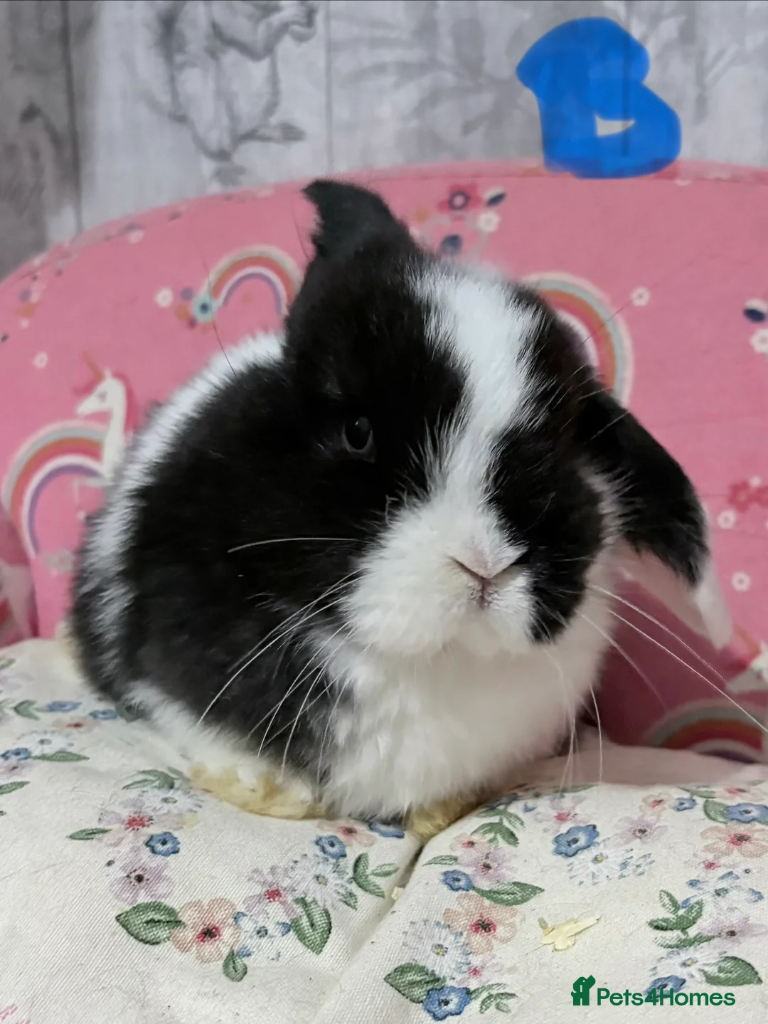 Mini Lop rabbits for sale: Mini lop babies 🐰  - Advert 5