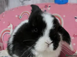 Mini Lop rabbits 2 Mini lop babies 🐰 - Advert 6