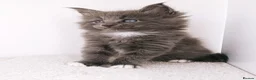 Maine Coon cats for sale: DNA health tested Maine coon kittens  - Advert 19