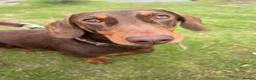 Miniature Dachshund dogs for sale: Kc Reg smooth miniature dachunds  - Advert 9