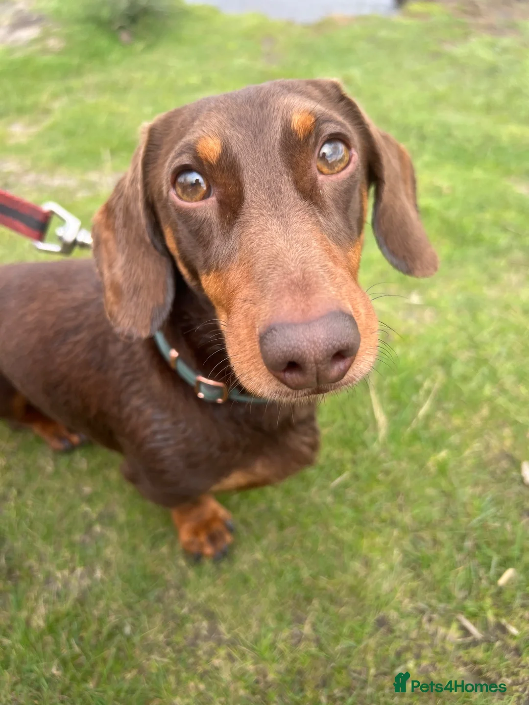 Miniature Dachshund dogs for sale: Kc Reg smooth miniature dachunds  - Advert 9