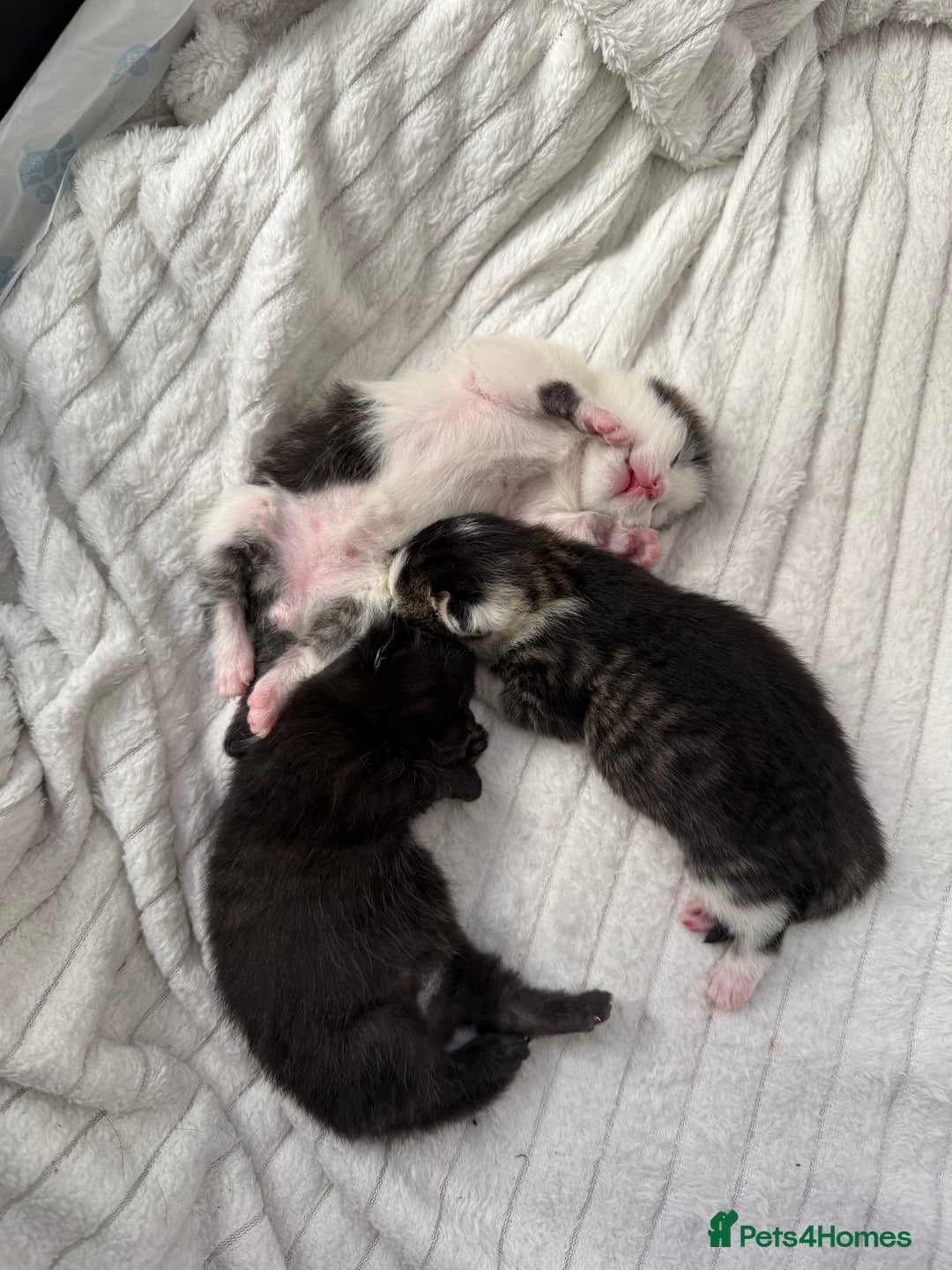British Shorthair cats for sale: Three adorable kittens ready 10th jan 2026 - Advert 14