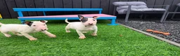 English Bull Terrier dogs for sale: Stunning English bull terrier puppies for sale  - Advert 22