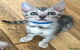 Bengal cats for sale: 5 Stunning Bengal girls ready for their new homes - Image 14