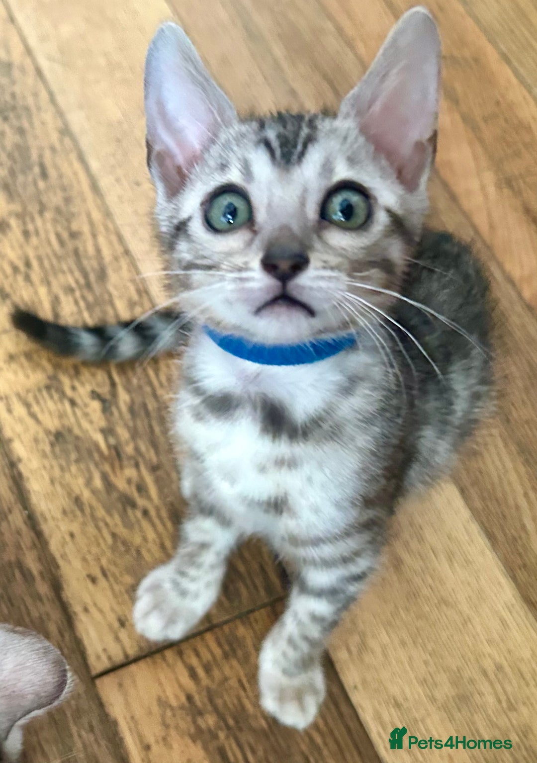 Bengal cats for sale: 5 Stunning Bengal girls ready for their new homes - Image 14