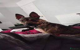 Mixed Breed dogs for sale: Adorable 1 year and a half German Shepard cross in Lowestoft - Image 5