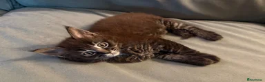Maine Coon / Ragdoll Kitten Black/Brown Tabby 
