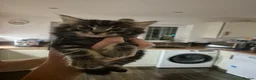 Mixed Breed cats for sale: Bouncy Kittens for Sale in Poole - Advert 2