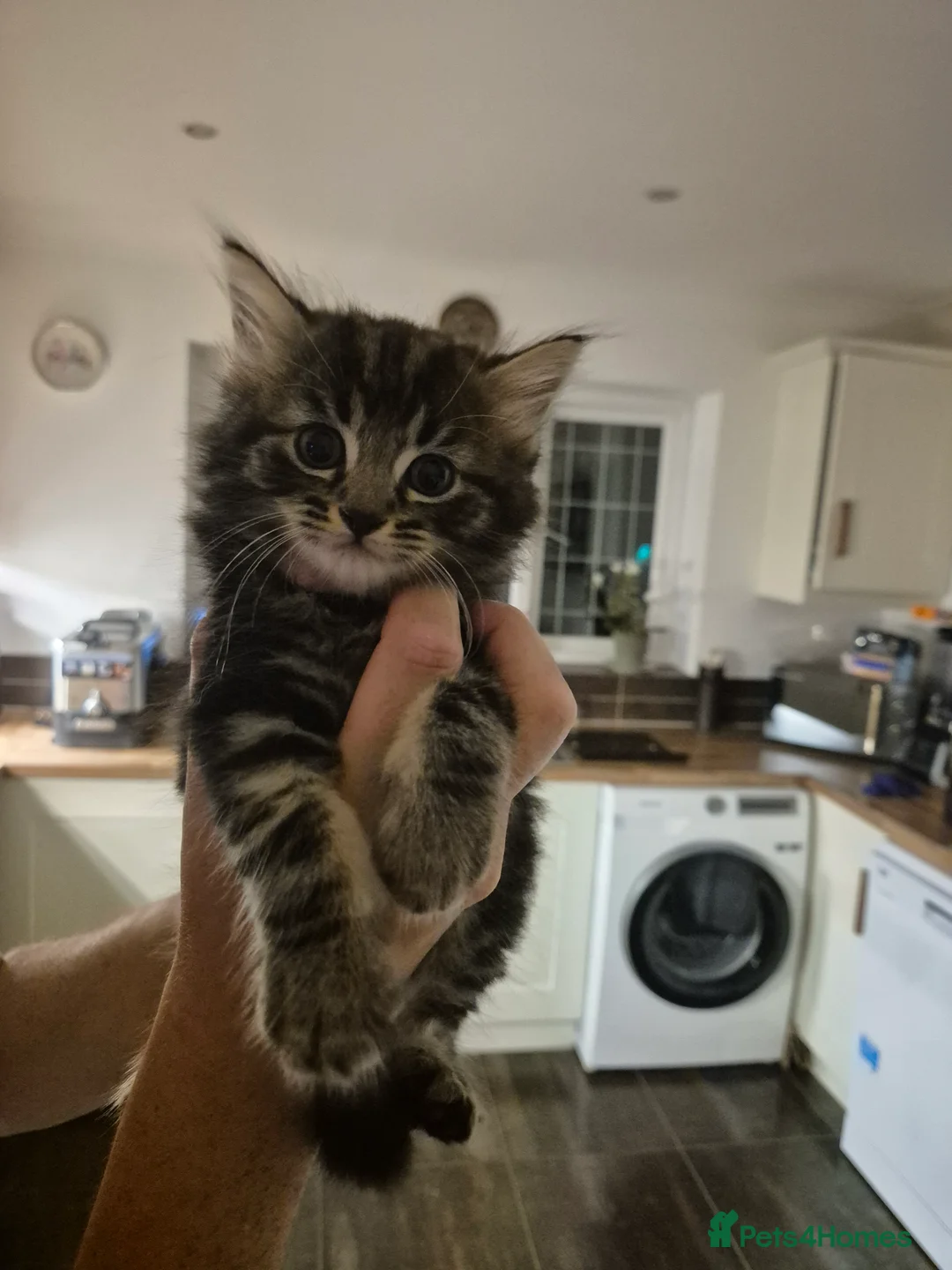 Mixed Breed cats for sale: Bouncy Kittens for Sale in Poole - Advert 2