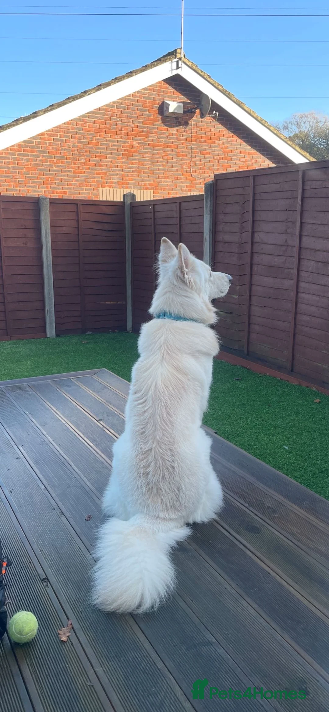 German Shepherd dogs for sale: 1 year 10 month old White German Shepherd - Advert 2