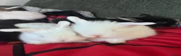 Mixed Breed rabbits for sale: Baby rabbits in Burton-on-Trent - Advert 1