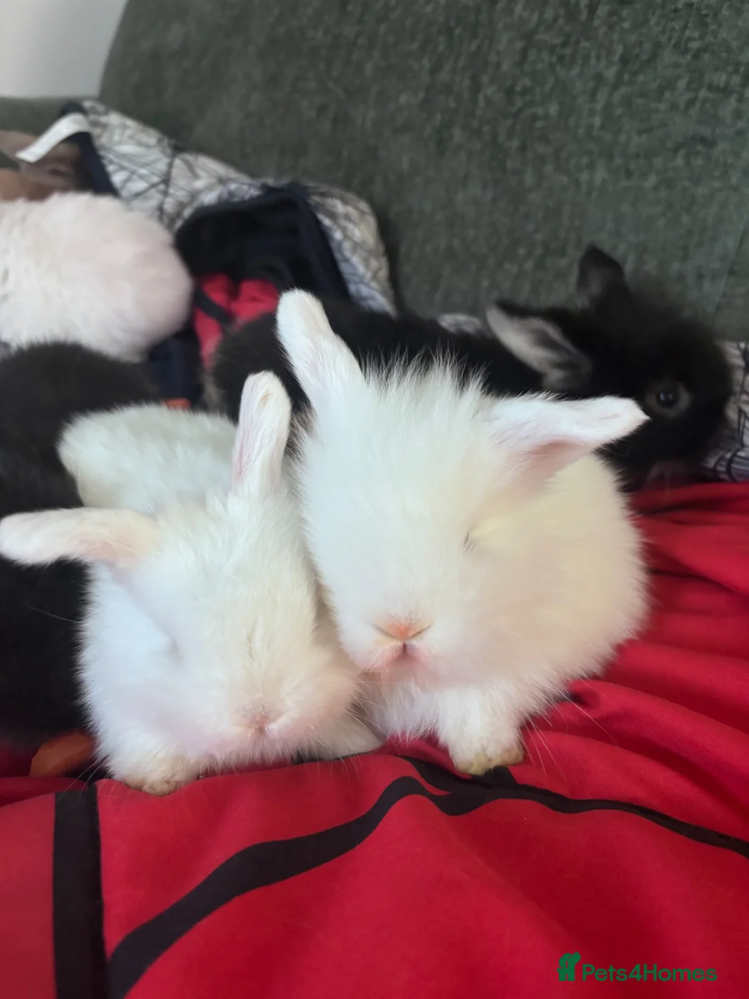 Mixed Breed rabbits for sale: Baby rabbits in Burton-on-Trent - Advert 1