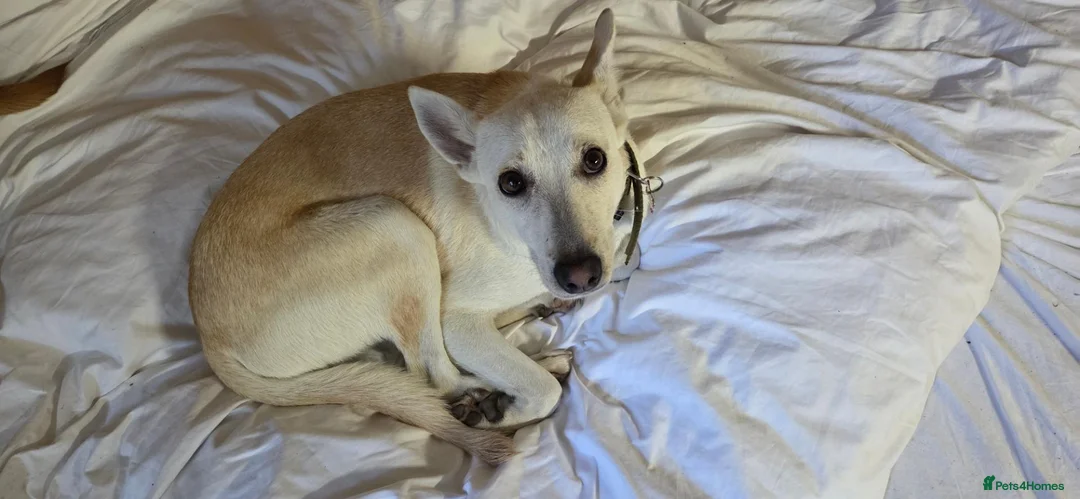 Lurcher dogs for sale: Daisy is a Calm, Easy-Going Companion - Advert 9