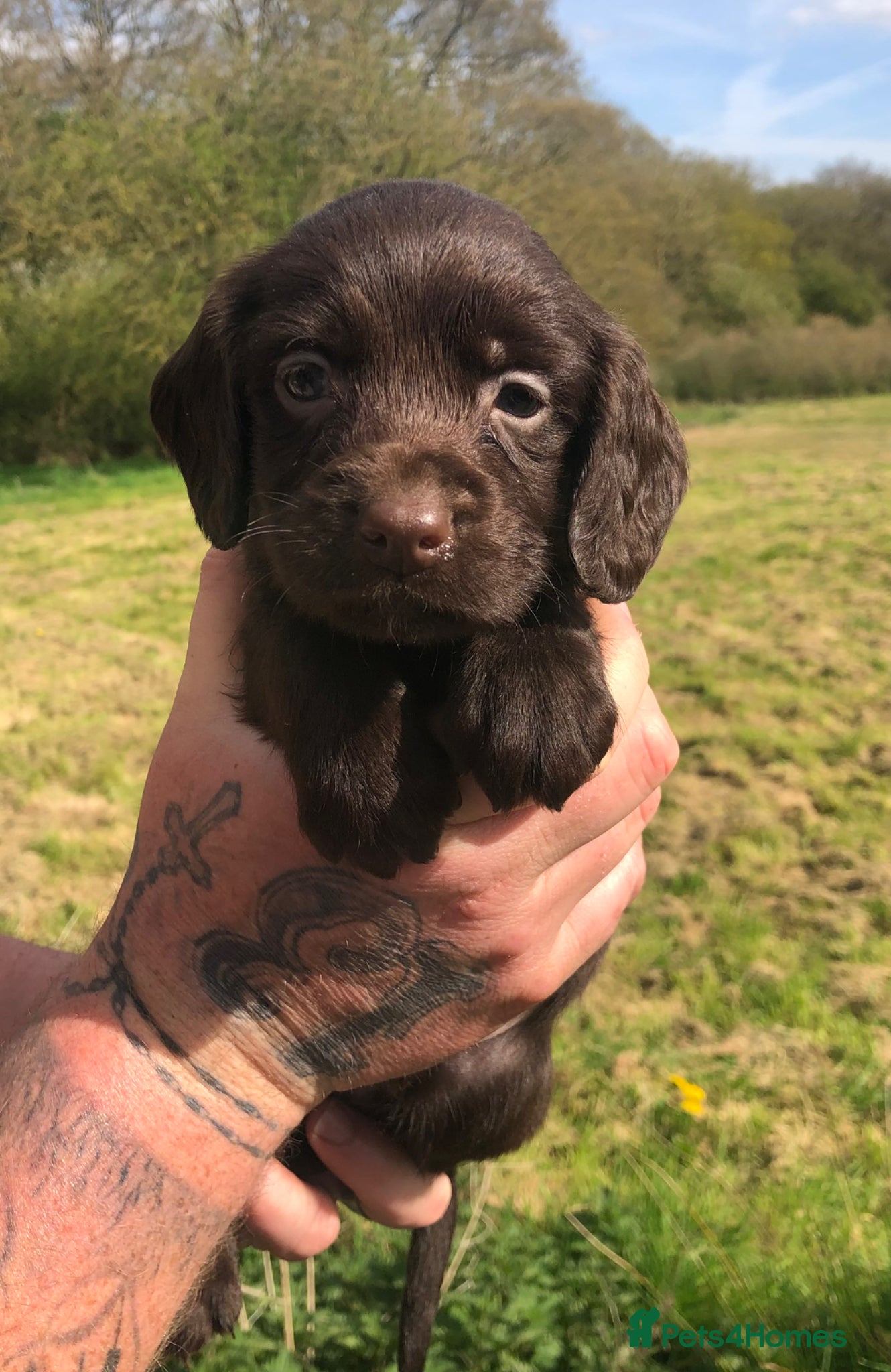 Sprocker dogs 5* F1 Sprocker Puppies - Advert 10