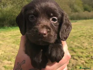 Sprocker dogs 5* F1 Sprocker Puppies - Advert 10