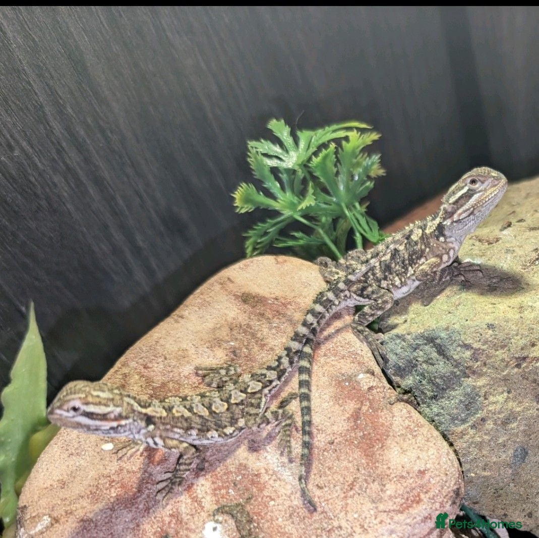 Bearded Dragon reptiles Baby Rankin's Dragons with kinked tails - Advert 7