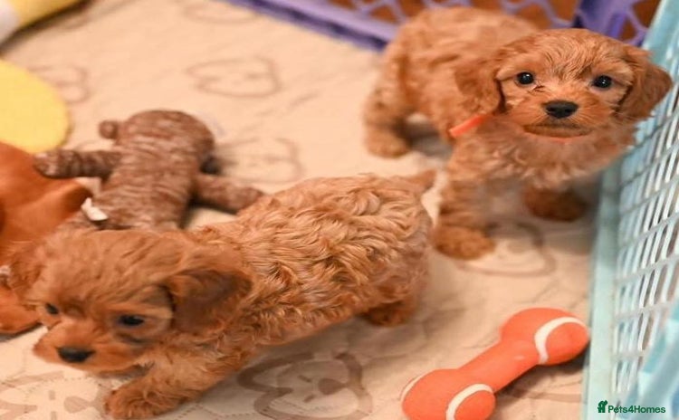 Cavapoo dogs - Advert 1