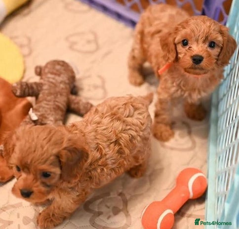 Cavapoo dogs - Advert 1