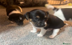 Jack Russell dogs for sale: Stunning Jack Russell puppies  - Image 7