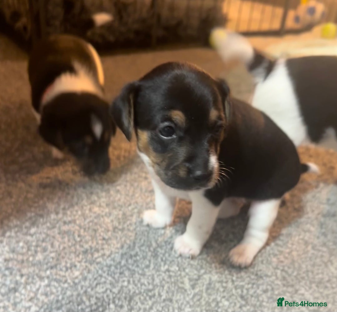 Jack Russell dogs for sale: Stunning Jack Russell puppies  - Image 7