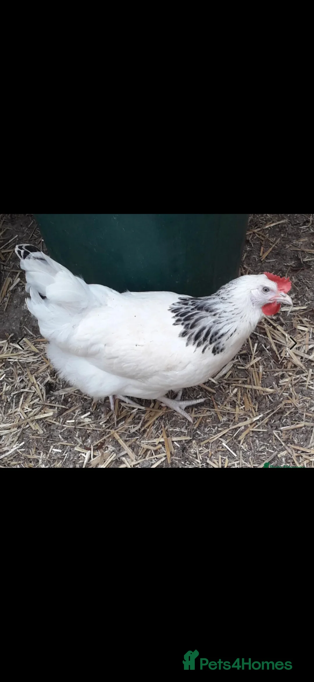 Chickens poultry for sale: Point of lay hybrids available - Advert 2