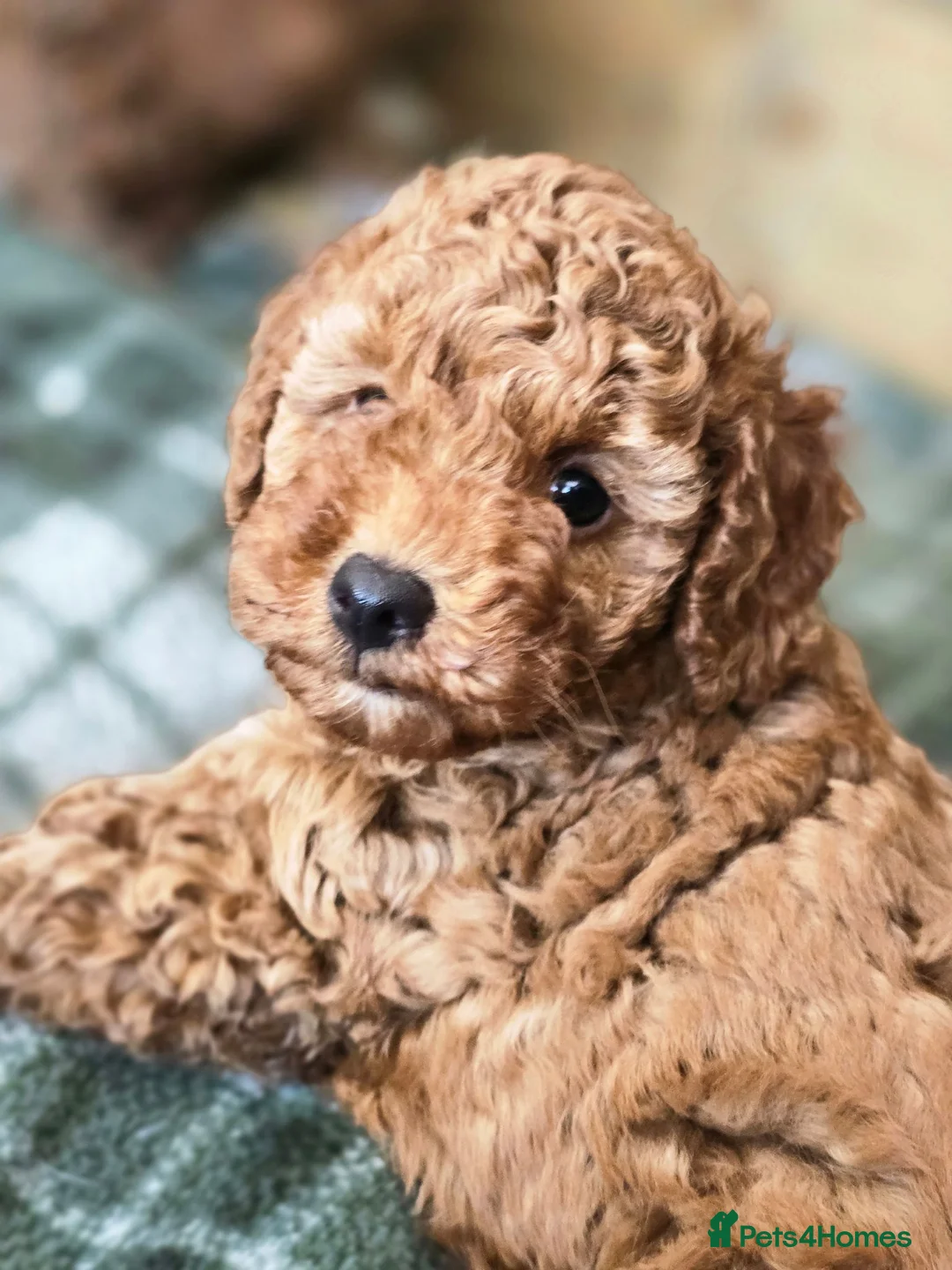 Toy Poodle dogs for sale: All found their forever homes - Advert 1