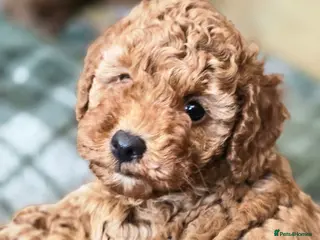 Toy Poodle dogs 4 Beautiful toy poddles - Advert 14