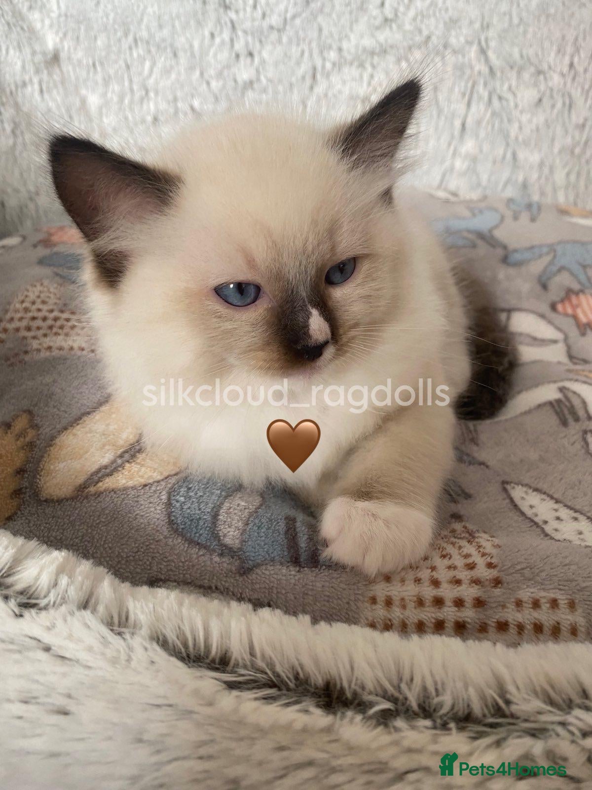 Ragdoll cats GCCF Best of Breed & Champion Bloodline Ragdolls🏆 - Advert 2