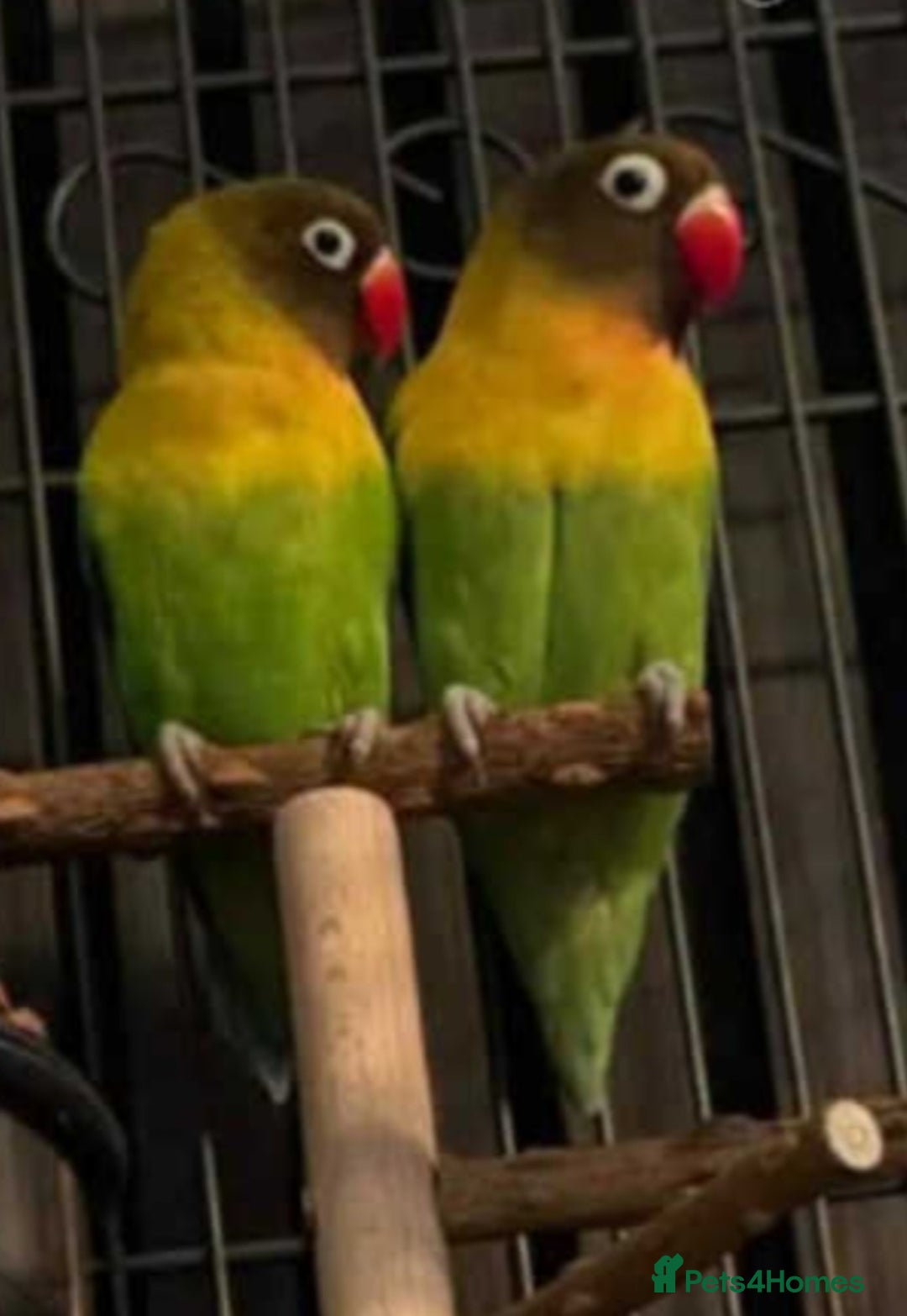 Ringnecks birds for sale: Quakers lime- blu love bird PRICE in add not free - Advert 9