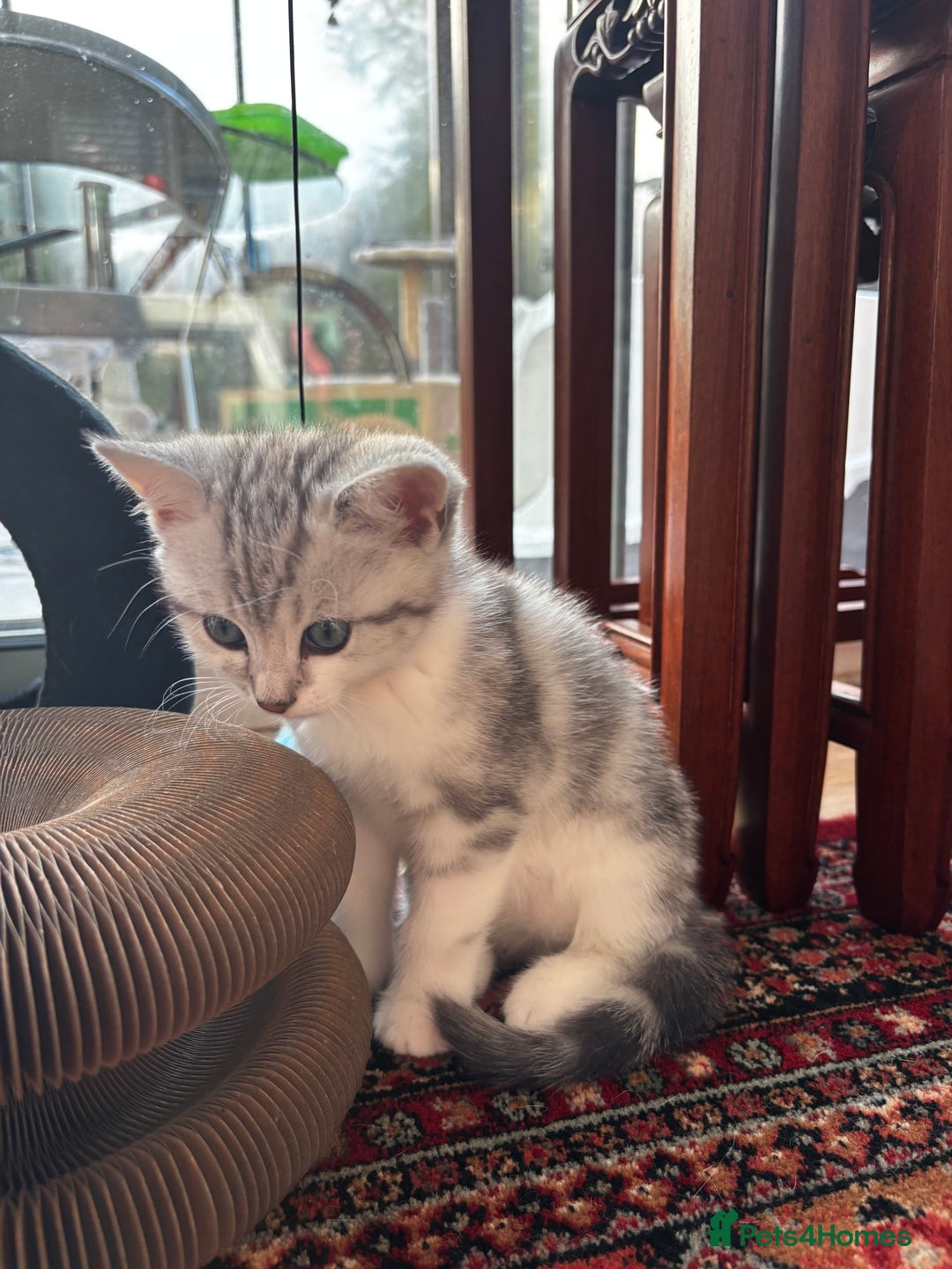 British Shorthair cats for sale: Beautiful British Shorthair/Turkish Angora Kittens - Image 21
