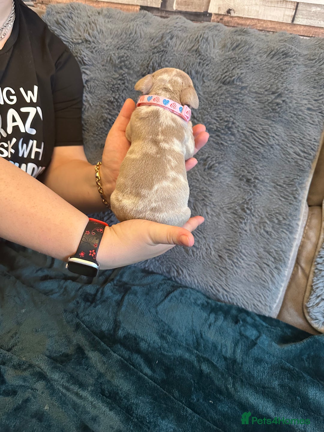 American Bully dogs for sale: 🐾 ABKC Registered Micro/Pocket Bully Puppies! 🐾 - Image 15