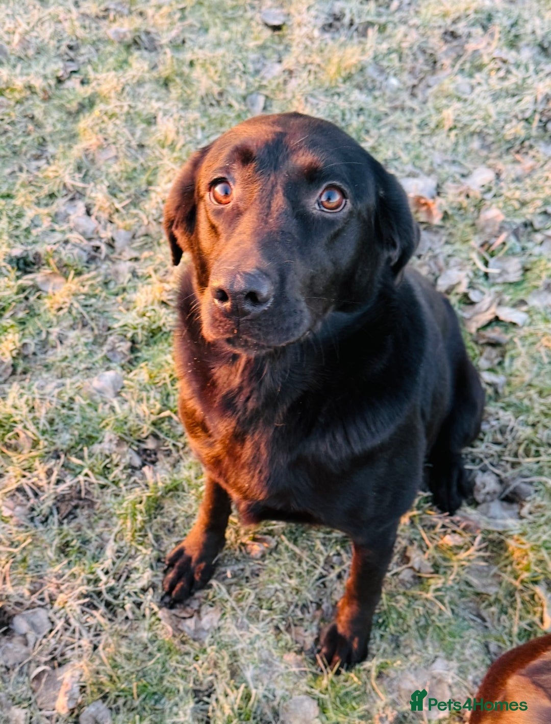 Labrador Retriever dogs for sale: KC reg. Health clear. Labrador puppies  - Advert 8