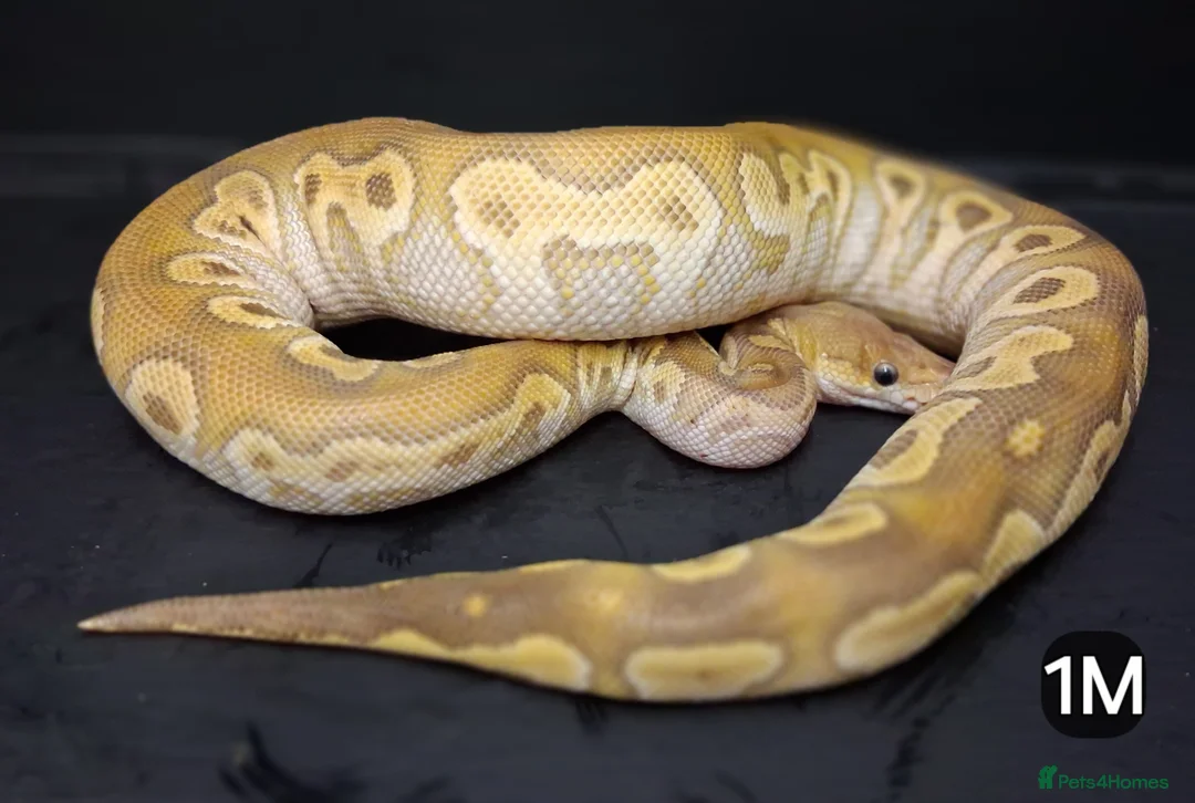Python Snake reptiles for sale: Royal Pythons Males - Advert 1