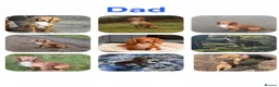 Cocker Spaniel dogs for sale: 6 stunning working cocker spaniels  - Advert 4