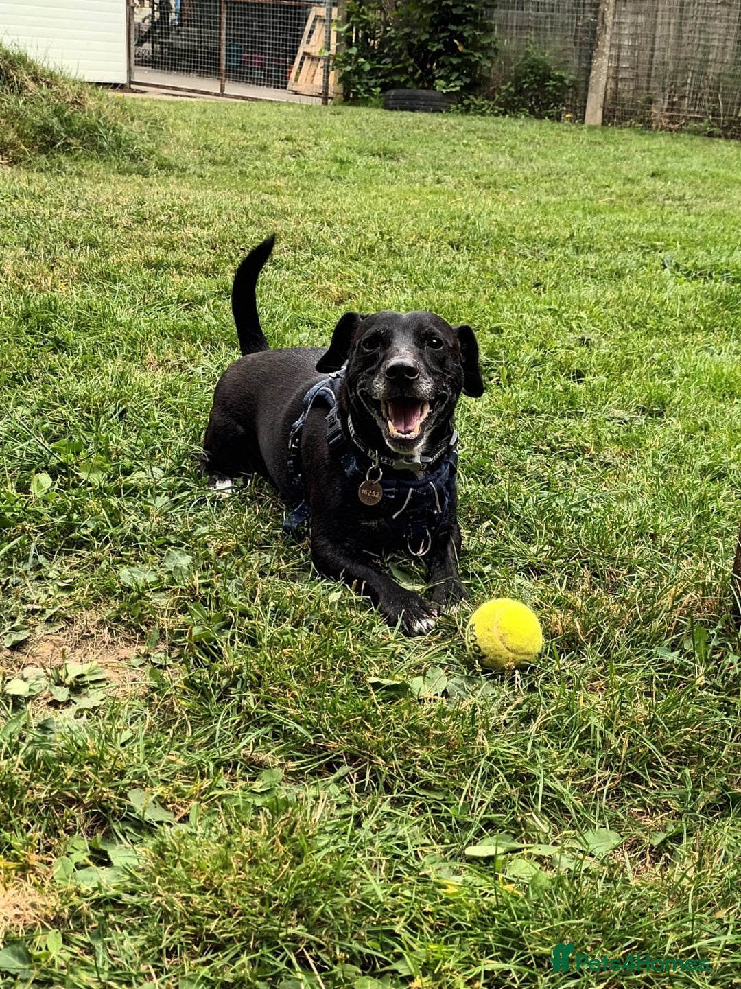 Mixed Breed dogs for adoption: Moose - Image 3