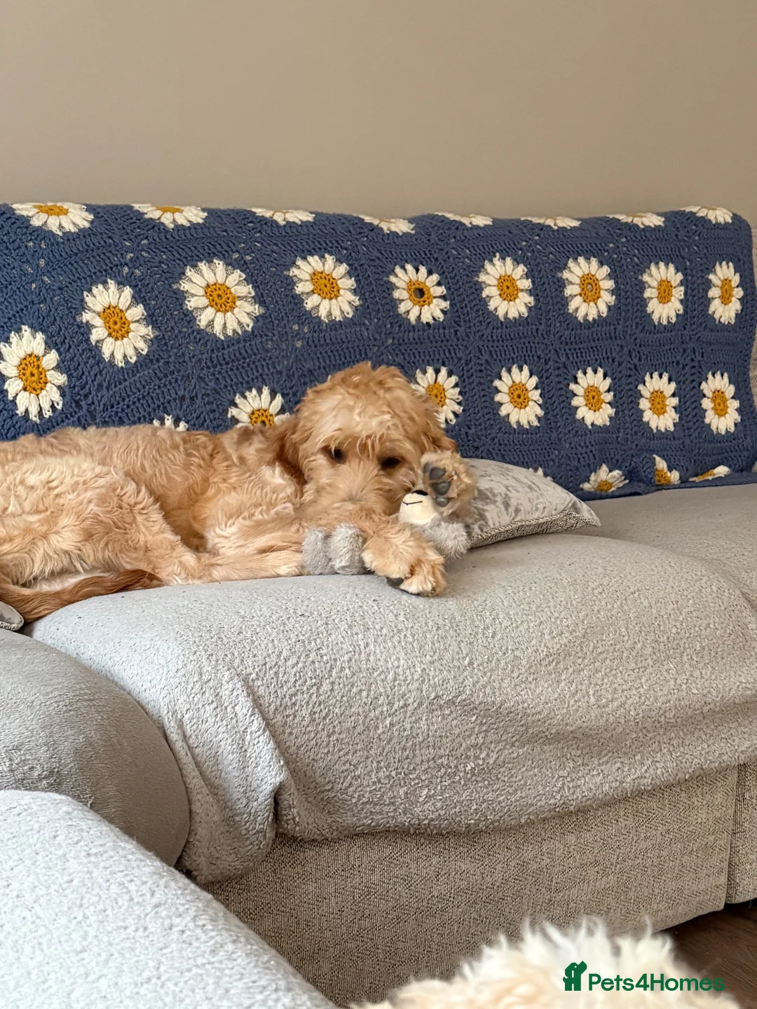 Goldendoodle dogs for sale: Betsy the Goldendoodle  - Advert 2