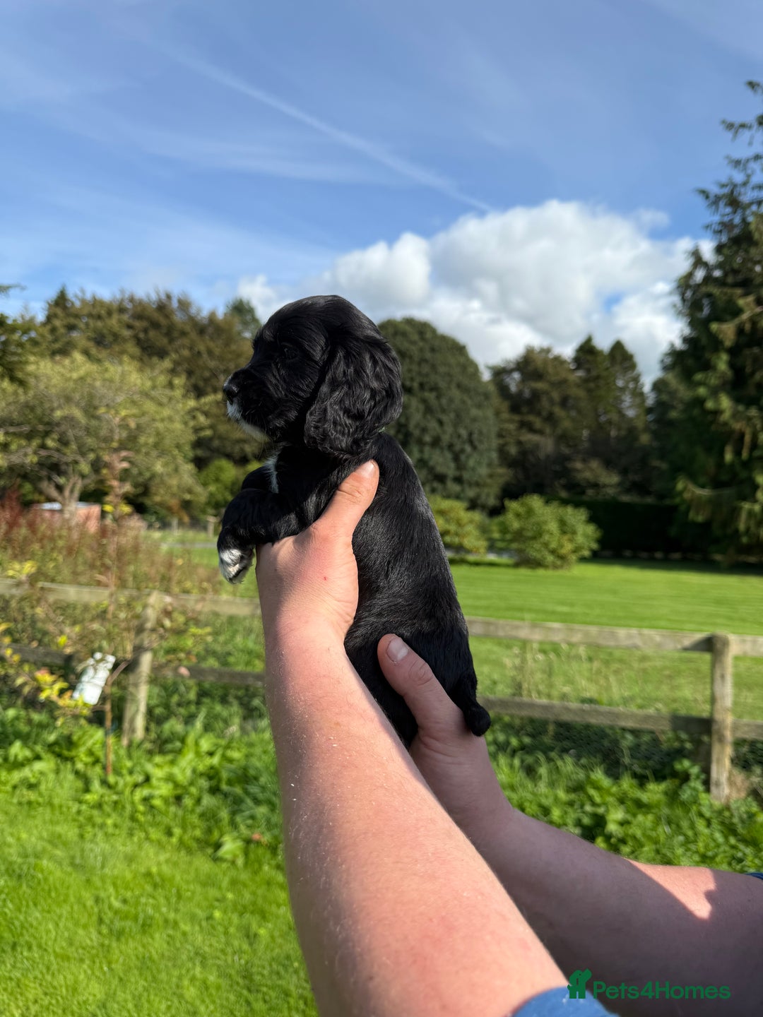 Cocker Spaniel dogs for sale: Ready now KC registered DNA clear  - Image 4