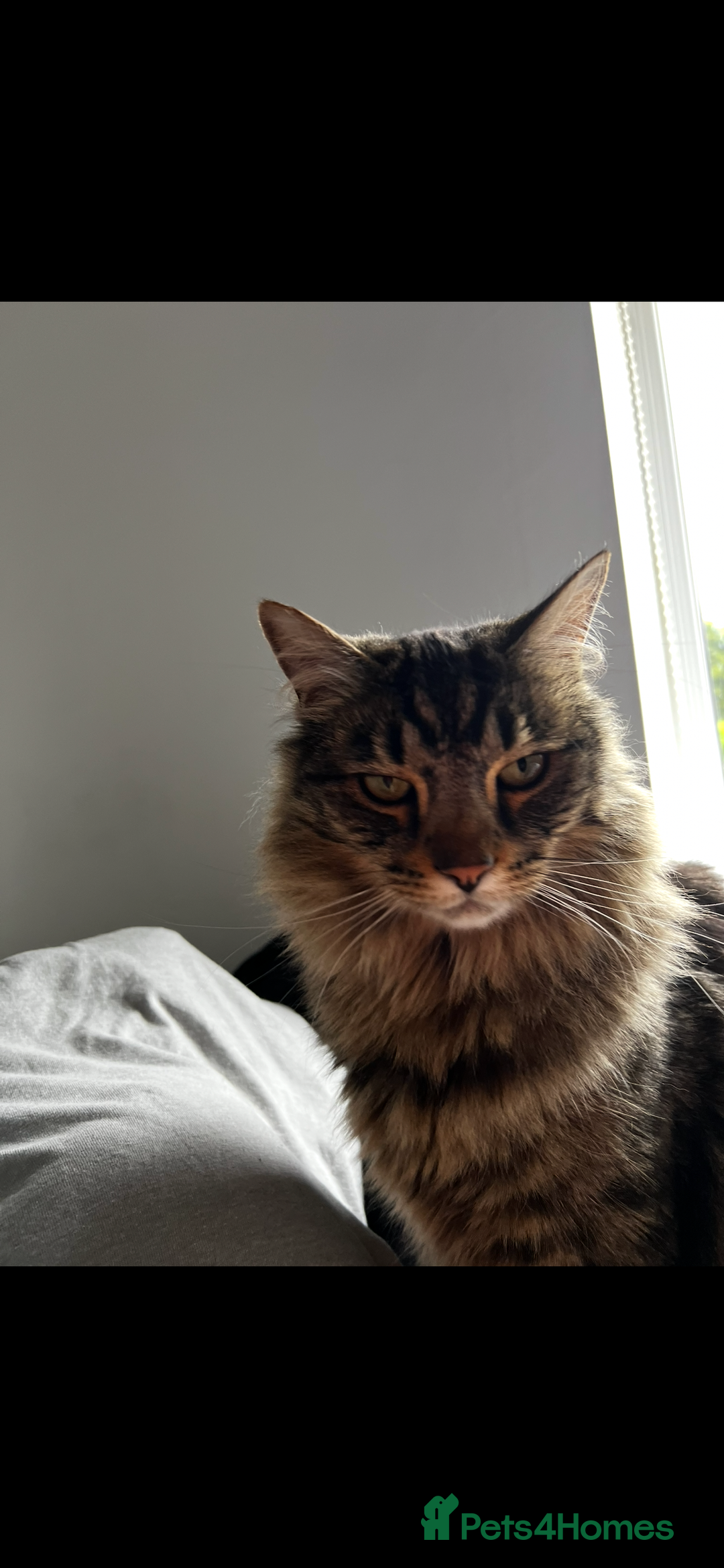 Norwegian Forest Cat cats for sale: Neo - Norwegian Forest cat / Dom long hair - Image 4