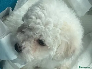 Bichon Frise dogs Bichoon Frise pups - Advert 1