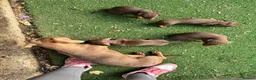 Dachshund dogs for sale: 4 beautiful chocolate dachshund puppy’s  - Advert 5