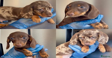 Miniature Dachshund dogs - Advert 13