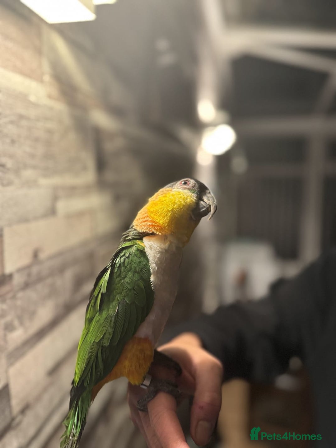 Budgerigars birds for sale: Hand-reared Black headed Caique for sale!!!  - Image 3
