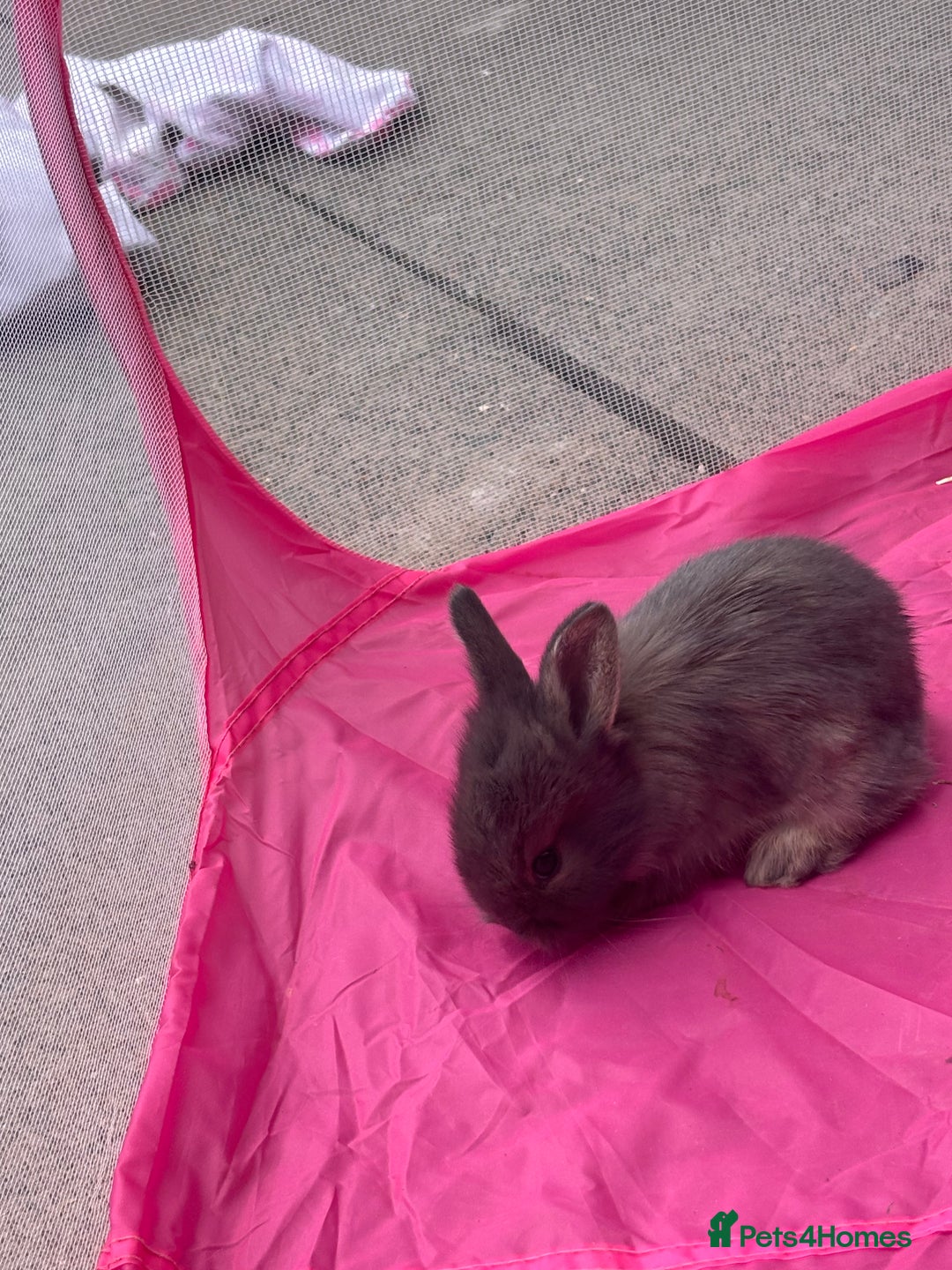 Mini Lion Lop rabbits for sale: Mini lion lops  - Image 19