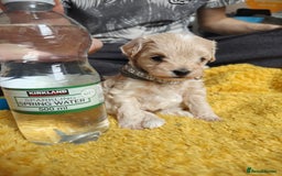 Maltipoo dogs for sale: F2 Mini Maltipoo,Toy size 4 boys - Image 19