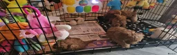 Cavapoo dogs for sale: 5* Cavapoo Puppies - Advert 16