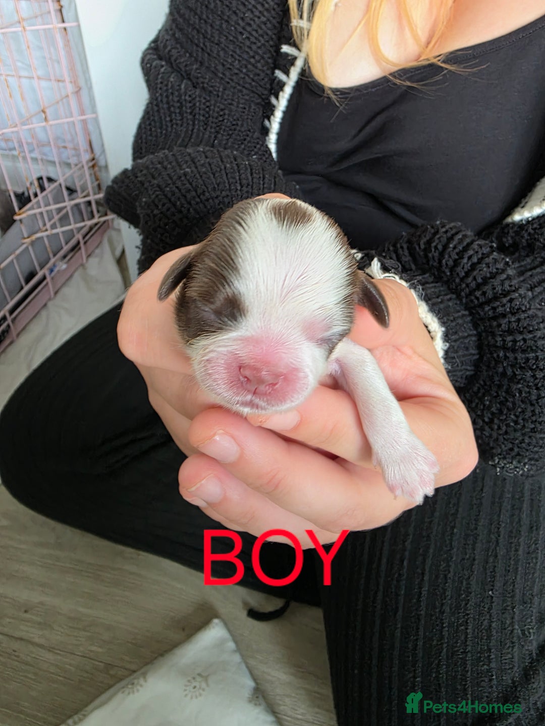 Shih Tzu dogs for sale: Stunning shih tzu puppies  - Image 5