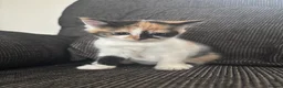 Mixed Breed cats for sale: 5 Kittens  in Lochgelly - Advert 17